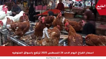 أسعار الفراخ اليوم الأحد 24 أغسطس 2025 ترتفع بأسواق المنوفية
